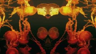 Great Northern - New Tricks