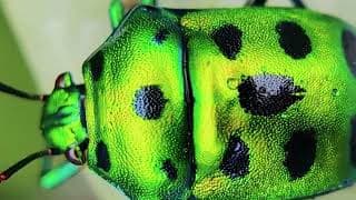 Nation Of Droids - W3 C0m3 In P3ac3